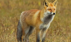 草原狐是保护动物吗？一文告诉你