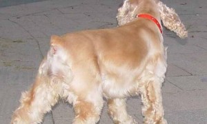 德国很多狗狗没有尾巴，为何要做断尾手术？