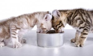 猫咪吃这些食物，比猫粮还“营养”，还不赶紧喂！