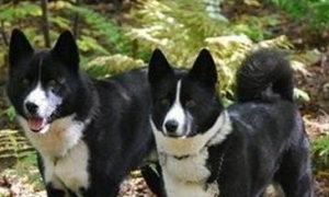 欧式俄国莱卡犬外形特征及训练方法