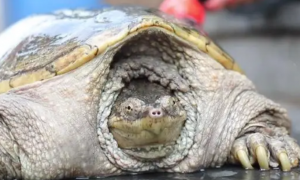北美拟鳄龟多久成年？你知道吗？
