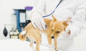 狗狗传染病可能是犬细小病毒和犬瘟热病毒等导致