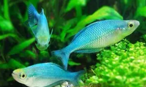 蓝美人鱼好养吗，怎么养？
