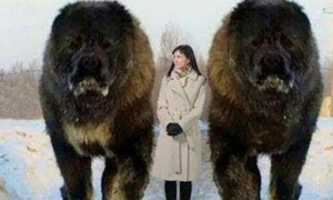 世界上最大的狗：站起来高达2.3米，外国女子为它婉拒异性追求