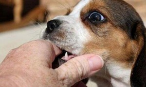 为什么狗狗总喜欢咬主人的手？不懂背后原因，都不好意思养狗了