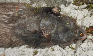 上海多个郊区发现外来物种海狸鼠，危害不小，但还不是入侵物种