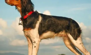 不列塔尼猎犬的形态特征 紧凑结合紧密的中型犬