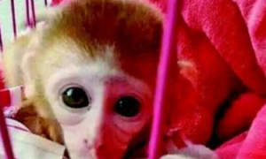 宠物店网络公开出售袖珍石猴 私人买卖涉嫌违法