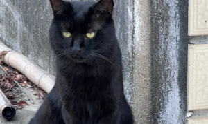 关于黑猫的10件事，你知道几件？