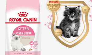 牛磺酸对猫咪有什么好处？亚禾猫粮怎么样？