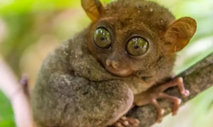 超级可爱的小动物—马来西亚眼镜猴