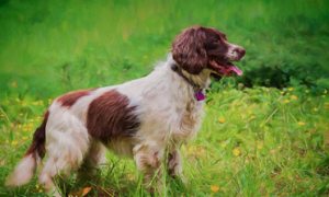 威尔士跳猎犬的养护常识，注意清洁眼屎