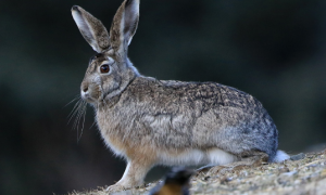 灰尾兔吃什么 早春则可扒掘草根为食
