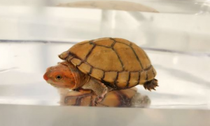 快来了解：红面蛋龟爱吃什么？