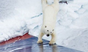 巧遇北极熊 帮忙推船的创意剧情超可爱