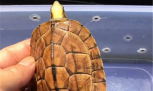 龟友科普：泳姿优雅的黄面侧颈龟 又称北部黄面澳龟