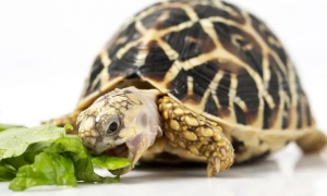 特大陆地吃菜龟怎么养？