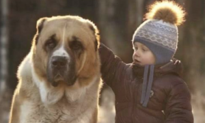 当你愿意给孩子找个狗保姆，那麼这几类柔和的狗狗最合适