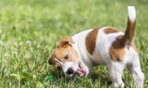 狗狗鼻子变干和狗狗鼻头湿润的原因是什么？