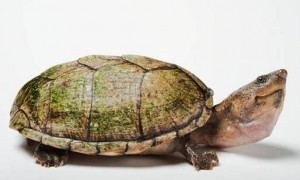 巨头麝香龟繁殖难吗？这个问题的答案让人大跌眼镜。