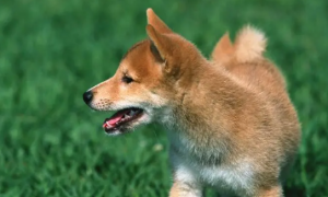教你了解狗狗生殖系统？怎么分辨狗狗性别？