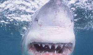 2名男子在美佛州海岸游泳 不慎被鲨鱼咬伤