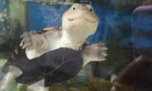 沼泽侧颈龟是保护动物吗？沼泽侧颈龟长什么样？