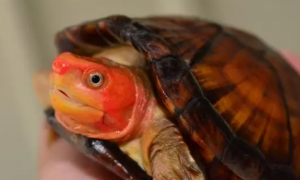 红面蛋龟怎么养才发色？来了解下吧