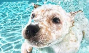 谁说狗狗天生会游泳？别让无知害了它
