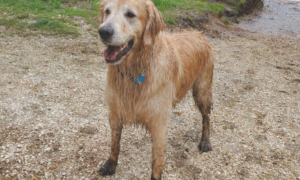 金毛狗狗误跑进树林，失踪了16天后，网民发觉它却在港湾游水……