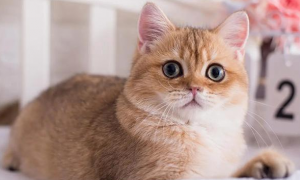 猫咪异瞳会影响视力吗，一文了解