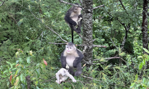 白马雪山保护区成立40周年，滇金丝猴数量翻倍