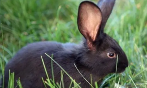 莲山黑兔喂什么饲料 以兔子的健康为前提