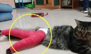 男子送骨折猫咪去医院，看着医生给它包好的腿，既心疼又不忍想笑