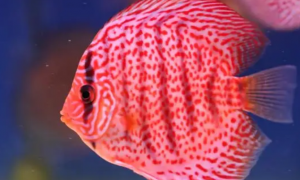 热带鱼招财吃什么 招财鱼属于是杂食性动物