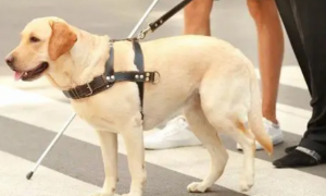 导盲犬的作用：引领视力障碍者走向自由与独立！