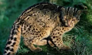 石纹猫：一种独特的小型猫！