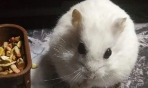 雪球仓鼠非常的可爱，应该怎样来喂养它？