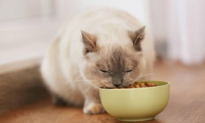如何挑选优质猫粮，每日猫粮告诉你