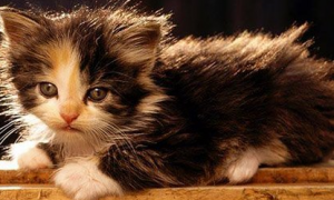皮堡斯猫性格好不好，饲养的时候要注意什么？