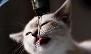 猫咪血栓的流行病学与治疗，养猫必看！