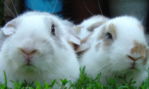 日本大耳兔吃什么 商品兔与宠物兔的喂食不同