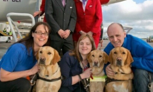 机场惊现导盲犬 将为视障乘客提供服务