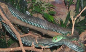 非洲树蛇：外表很艳丽，毒性却很强大