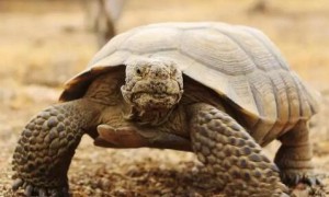 沙漠陆龟最低生存温度多少？说了别不信