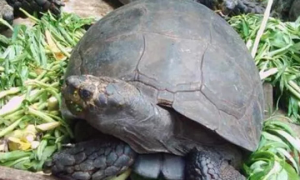 今日分析：靴脚陆龟能活多久？