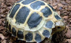 特拉凡柯陆龟有哪些形态特征？一般都分布在哪里呢？