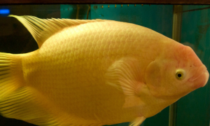 招财鱼怎么分公母 公鱼体色黄色艳点