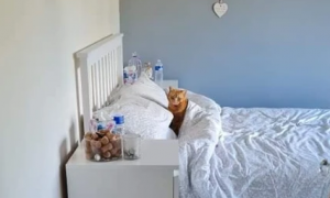 网友养了一只喜欢帮你暖床的橘猫…“哎呦，真贴心！