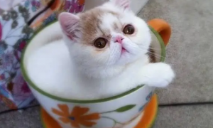茶杯猫怎么护理 茶杯猫幼猫护理方法